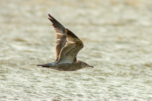 California Gull - ML67098441