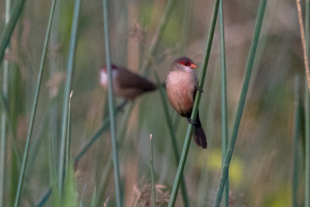 Common Waxbill - ML67098991