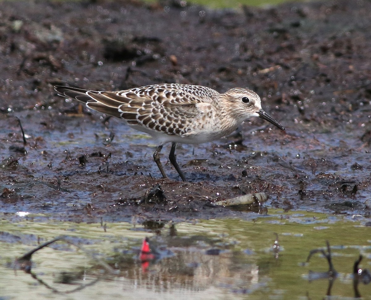 Baird's Sandpiper - ML67099311