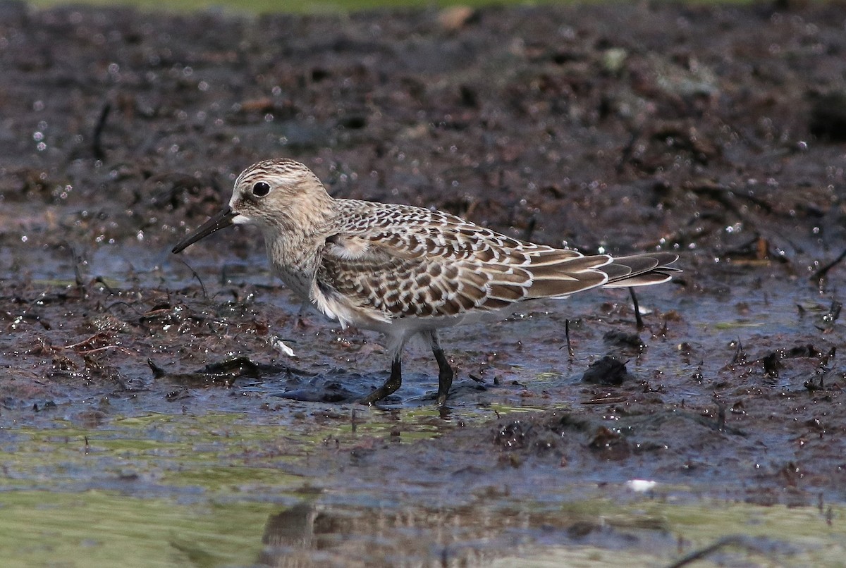 Baird's Sandpiper - ML67099461