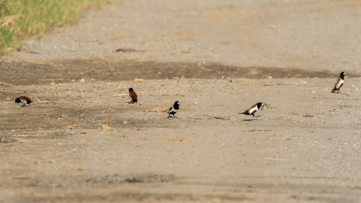 Tricolored Munia - ML67099581