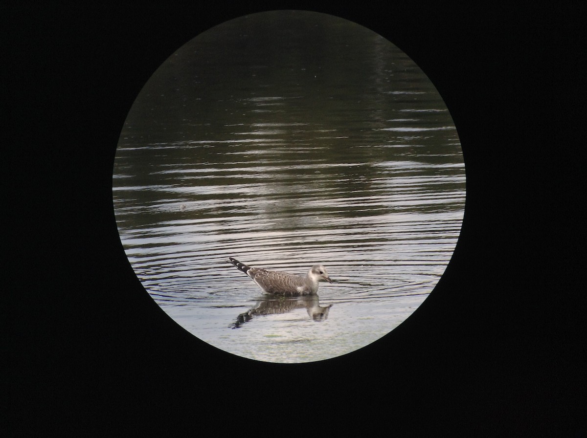 Bonaparte's Gull - ML67100581