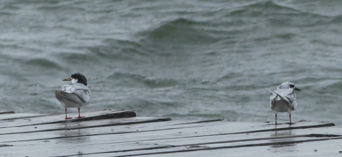 Forster's Tern - Shelia Hargis