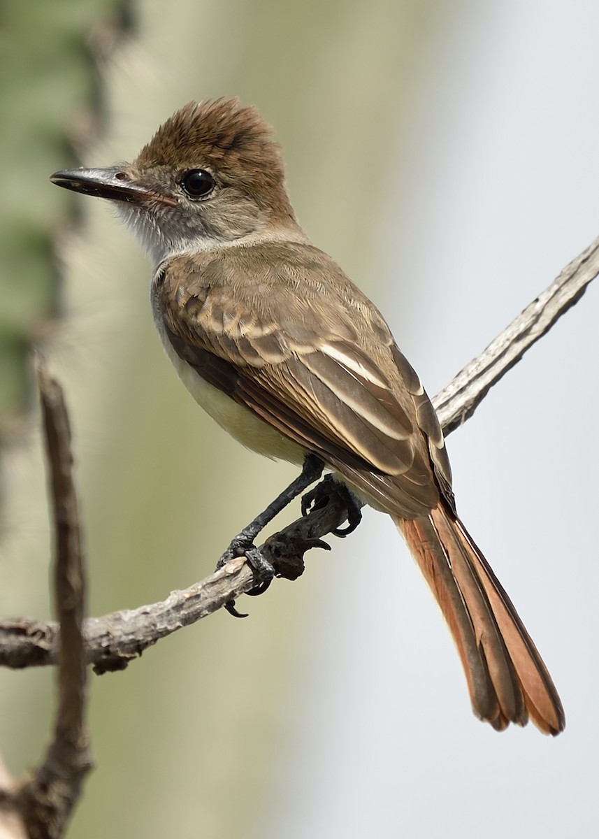 Brown-crested Flycatcher - Michiel Oversteegen