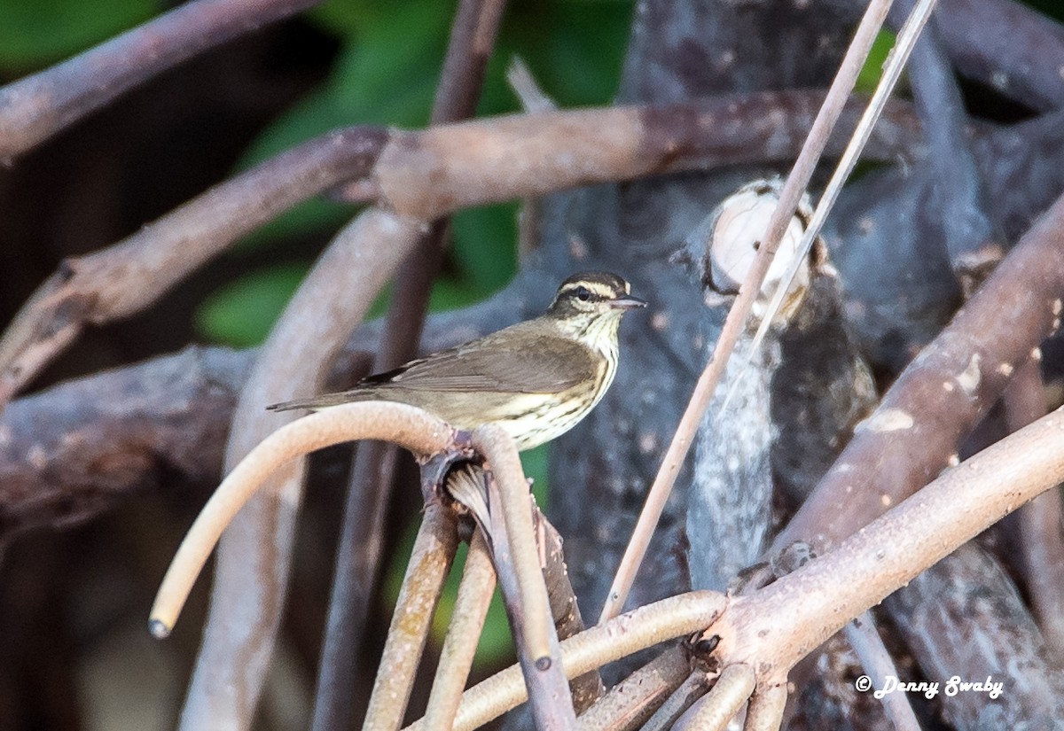 Northern Waterthrush - ML67102541