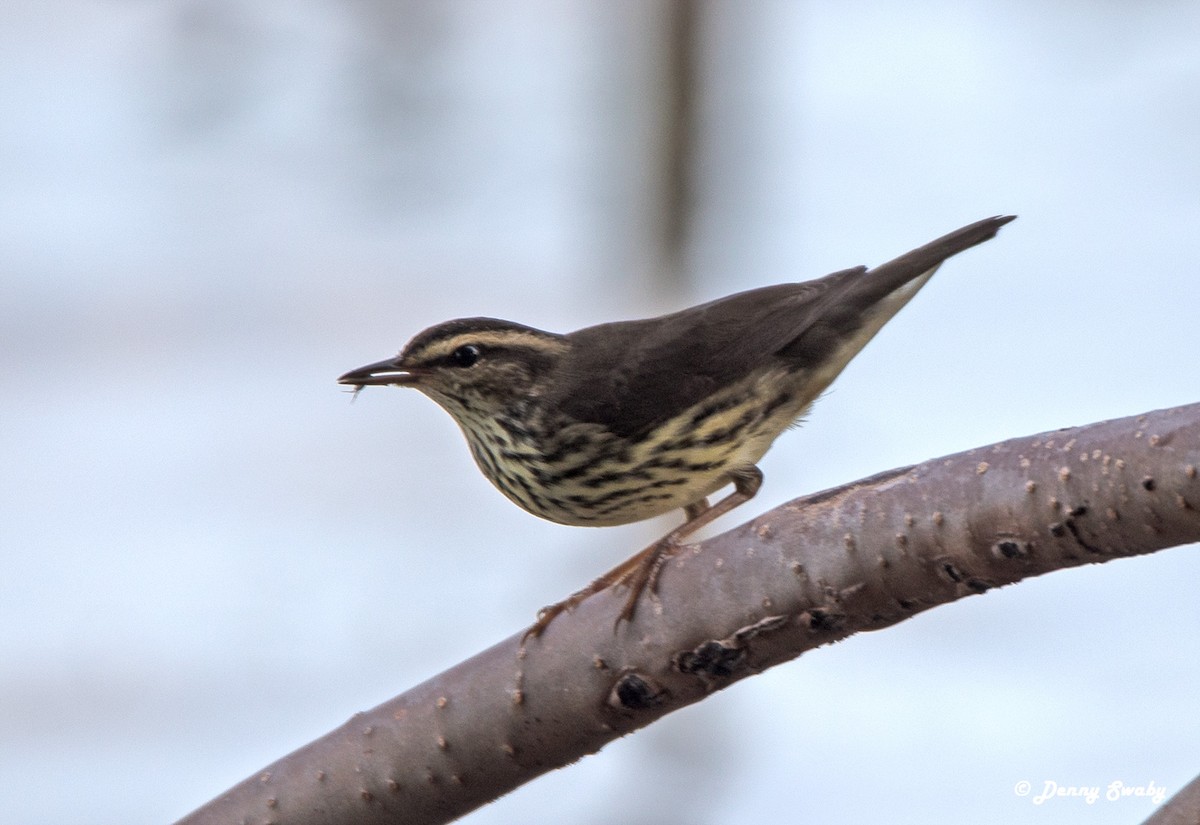 Northern Waterthrush - Denny Swaby