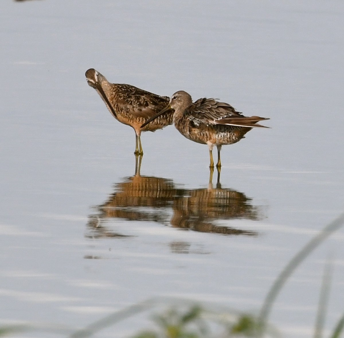 Short-billed Dowitcher - ML67105321