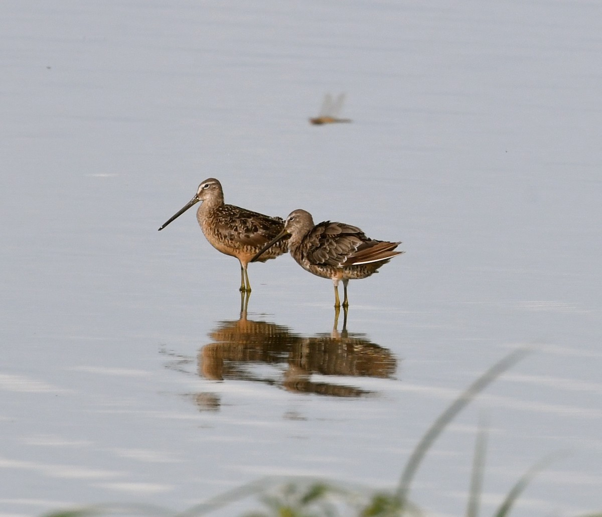 Short-billed Dowitcher - ML67105341