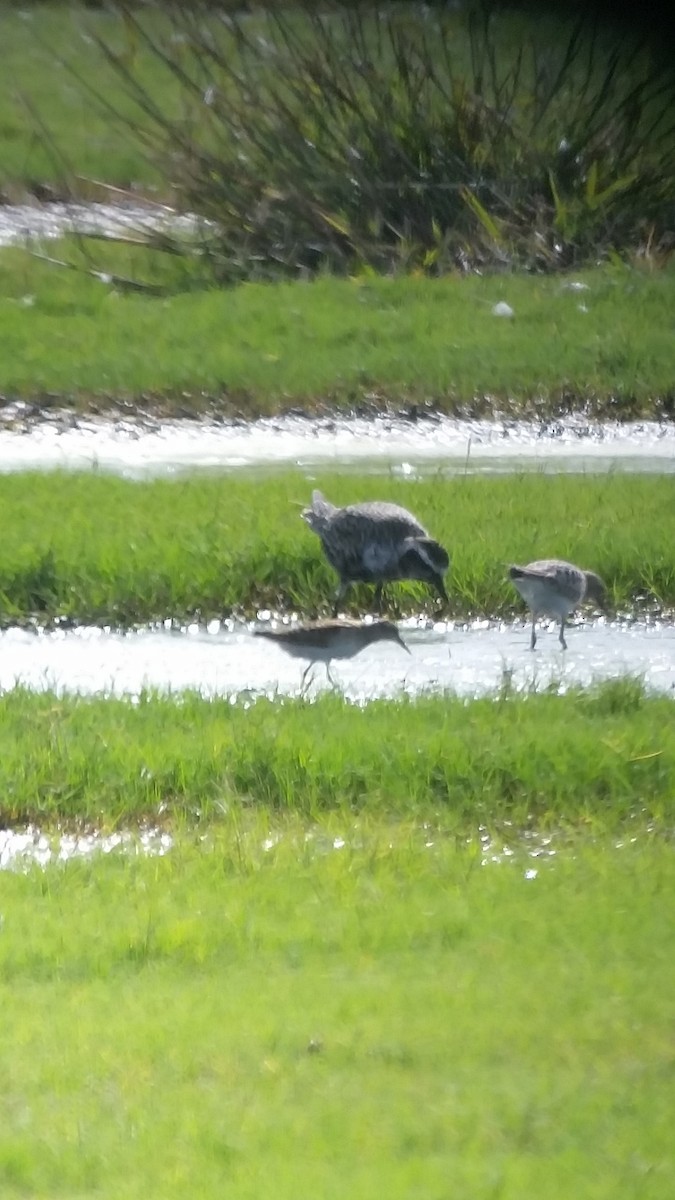 Baird's Sandpiper - ML67106421