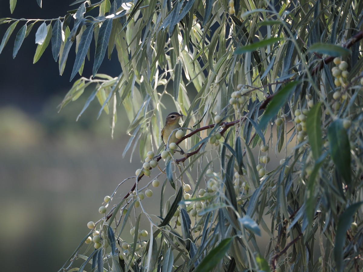 Ötücü Vireo - ML67106801