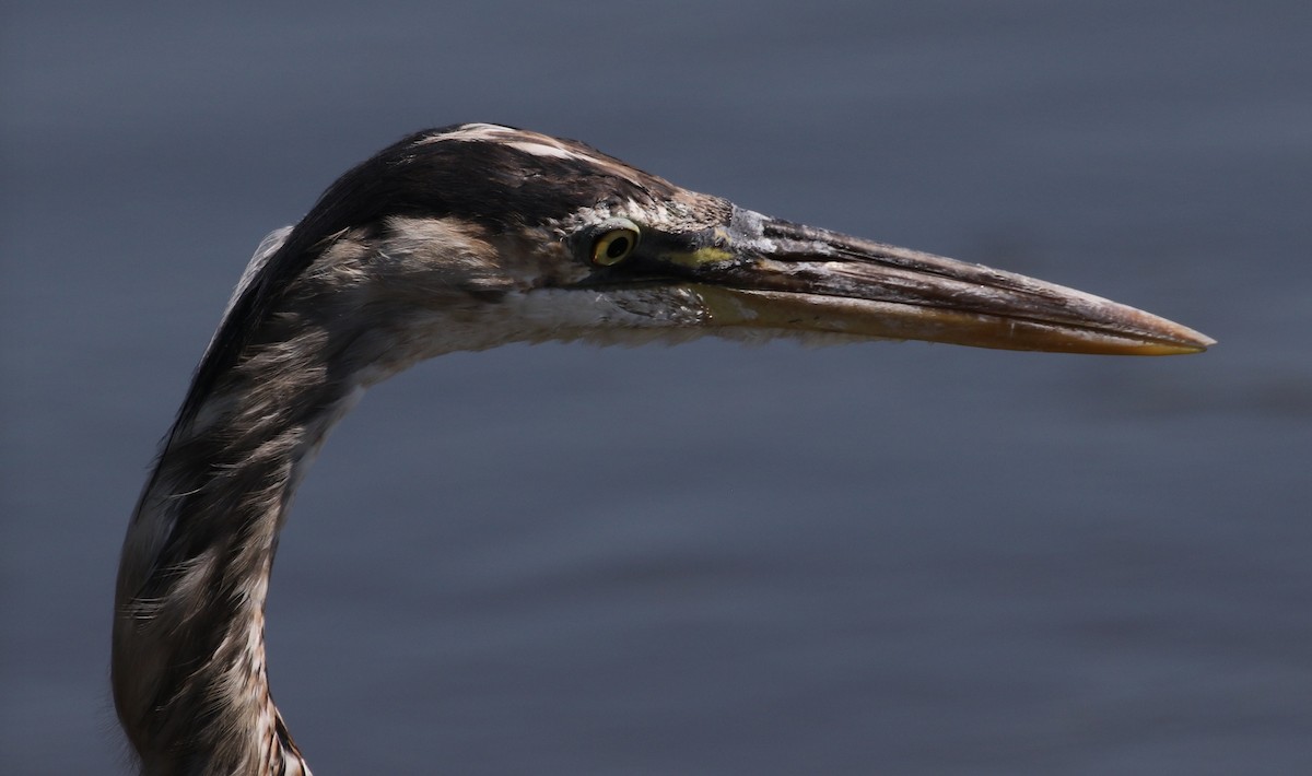 Great Blue Heron (Great Blue) - ML67107221