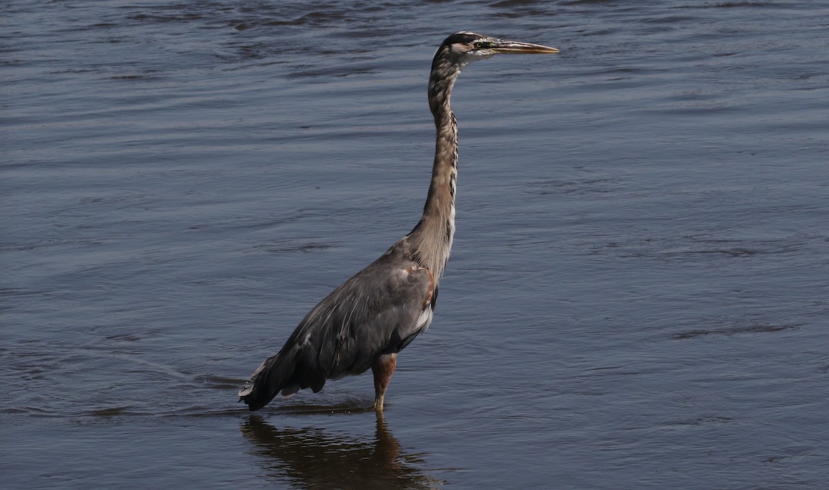 Great Blue Heron (Great Blue) - ML67107351