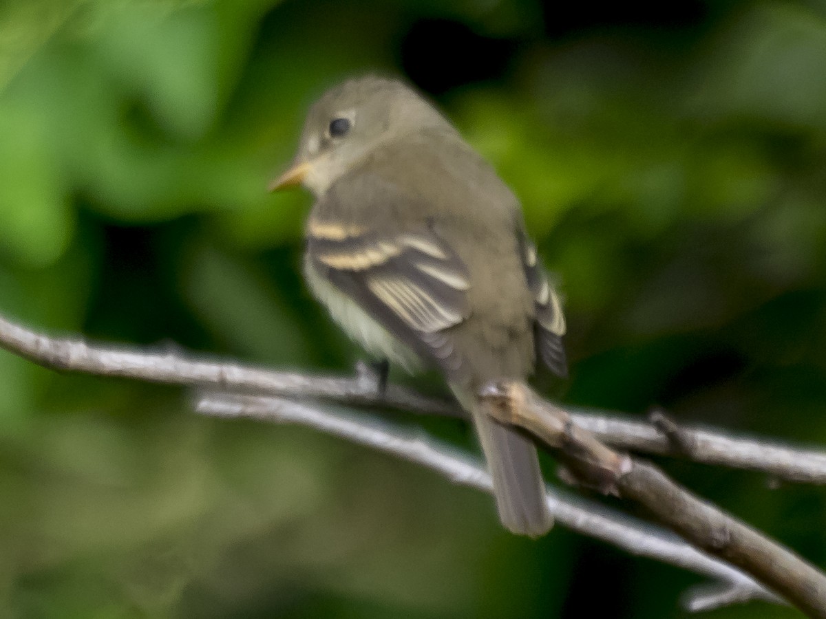 Yellow-bellied Flycatcher - ML67107411