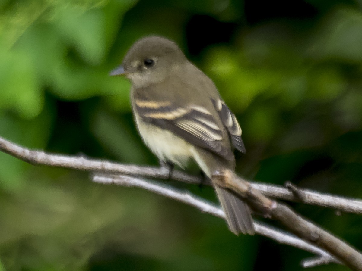 Yellow-bellied Flycatcher - ML67107501