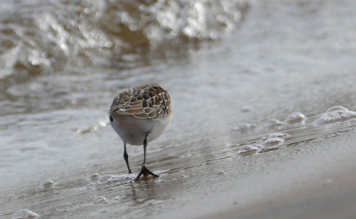 Semipalmated Sandpiper - ML67107741