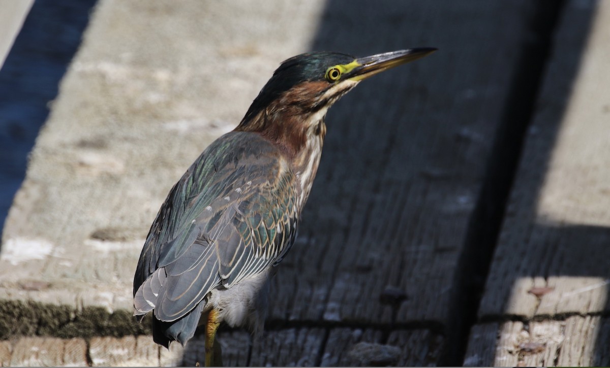 Green Heron - ML67107981