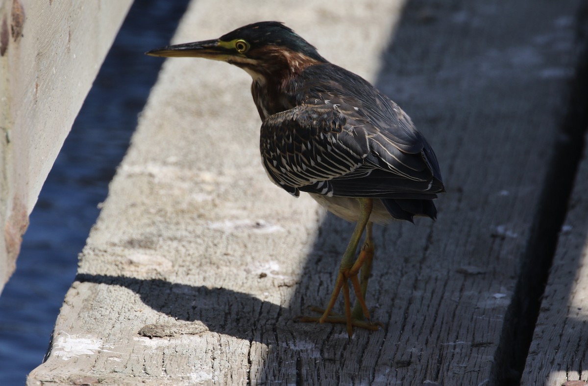 Green Heron - ML67108131