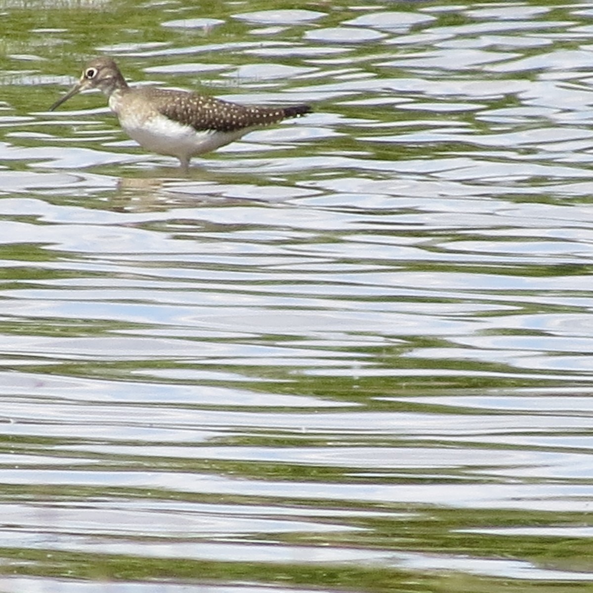 Solitary Sandpiper - Jan Leonard