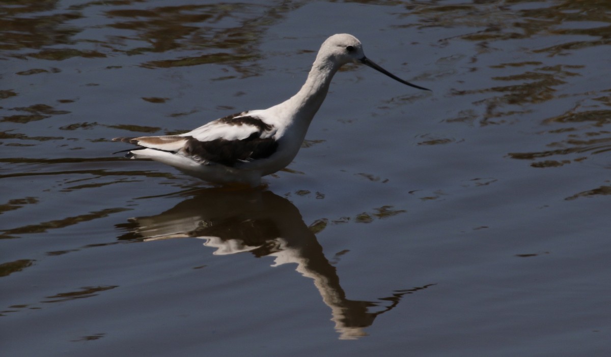 Avoceta Americana - ML67109391