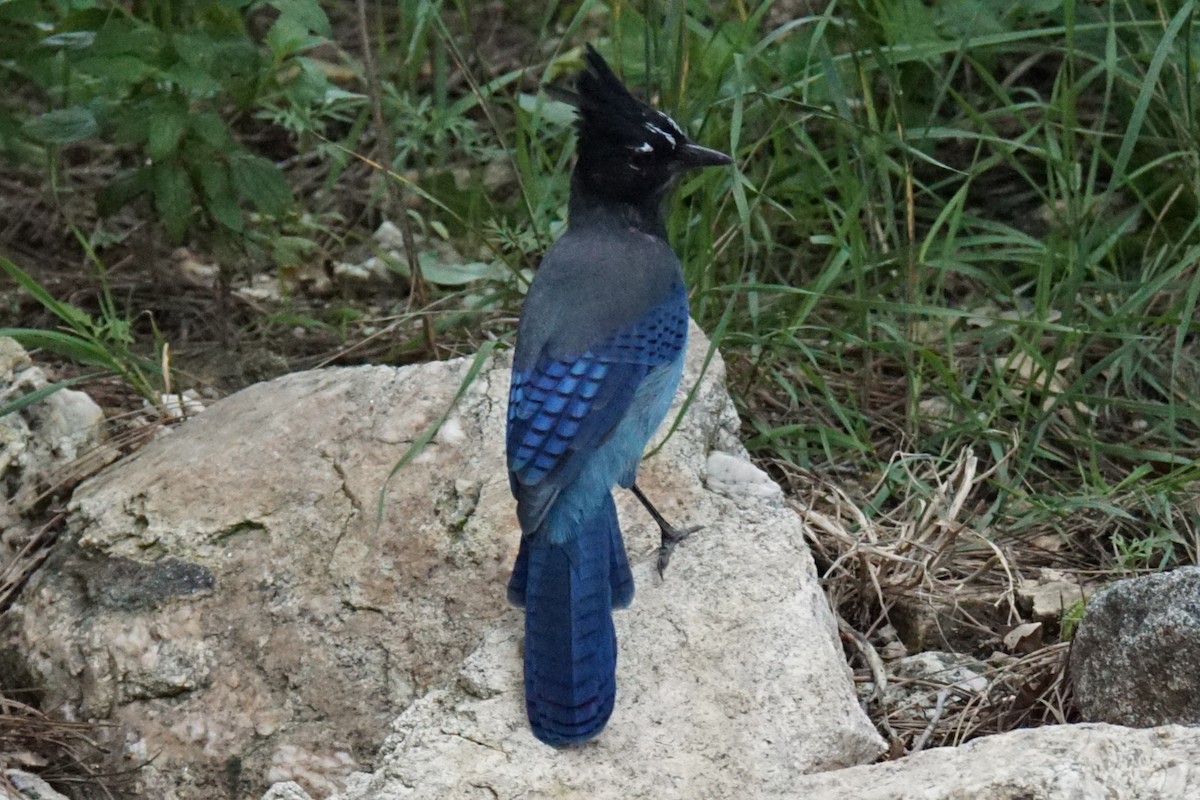 Steller's Jay - ML67109951