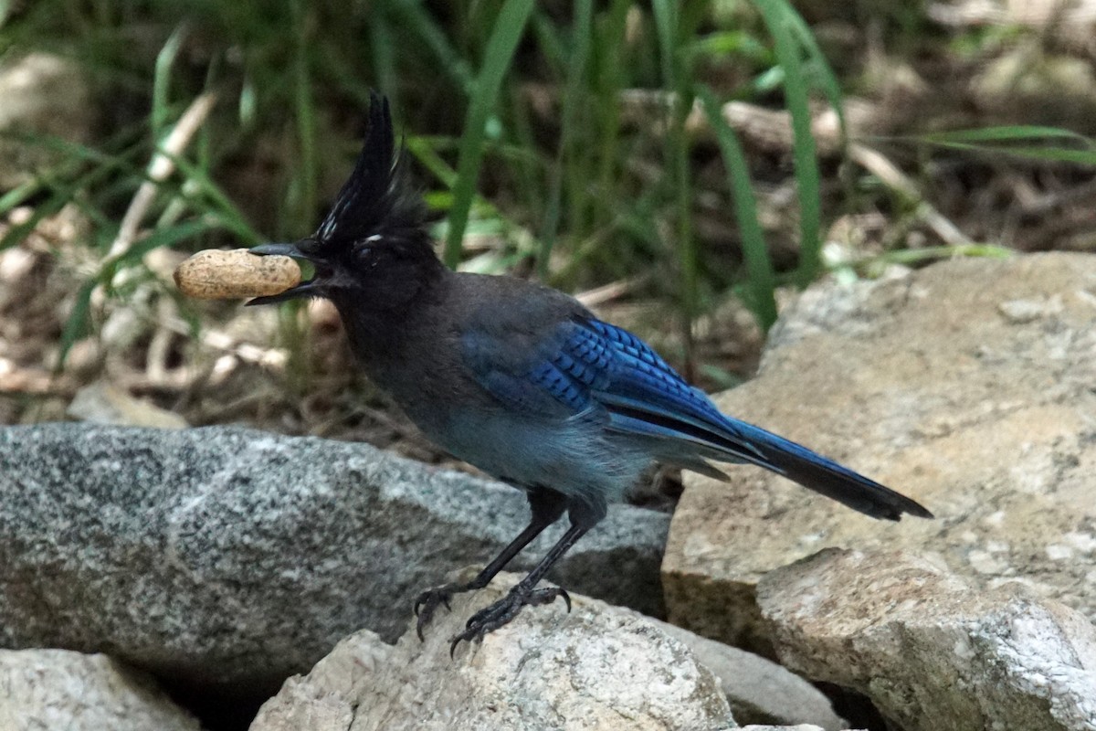 Steller's Jay - ML67109981
