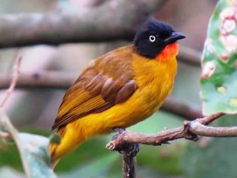 Flame-throated Bulbul - ML67110271