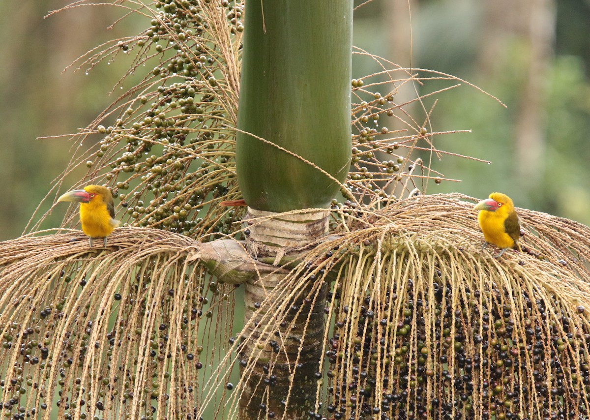 Saffron Toucanet - Anonymous