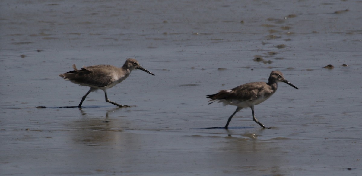 Willet (Western) - ML67110501