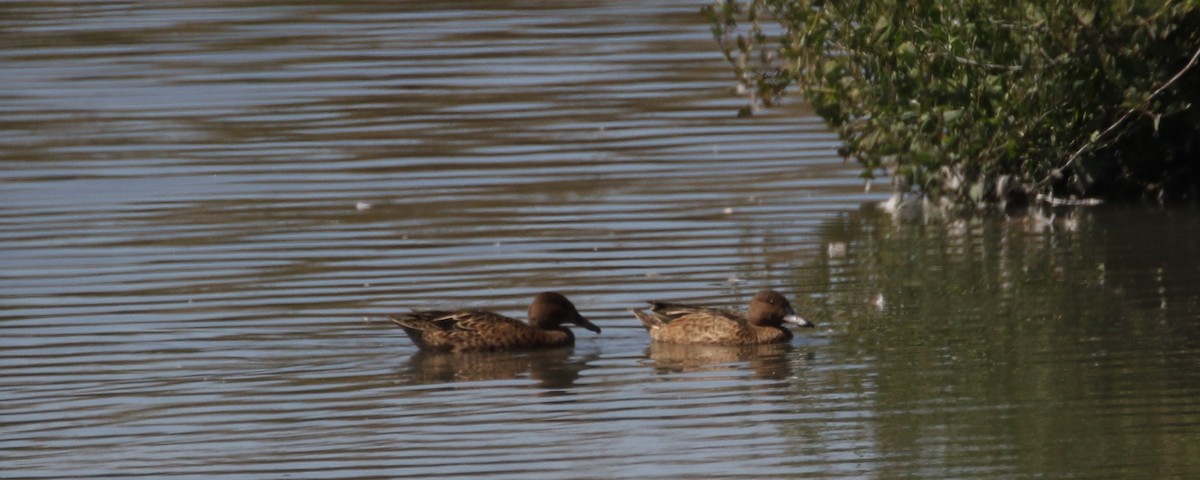 Cinnamon Teal - Peter Svensson