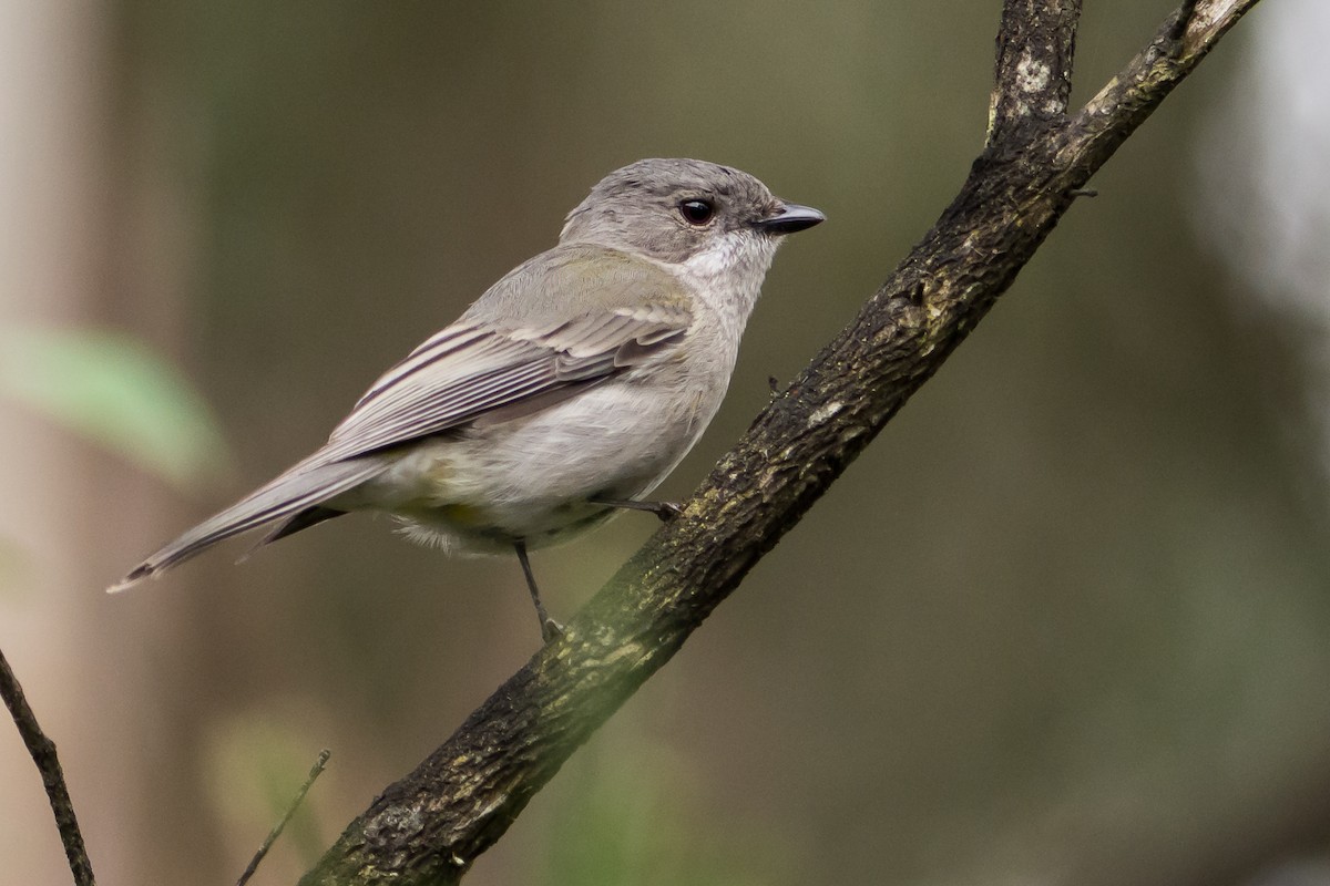 Golden Whistler (Eastern) - ML67110681