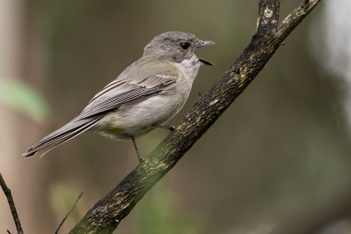 Golden Whistler (Eastern) - ML67110691