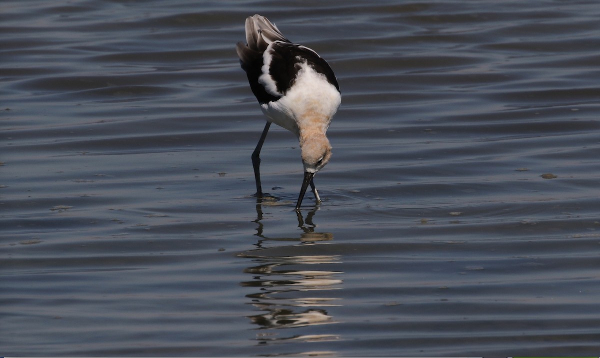 Avocette d'Amérique - ML67110741