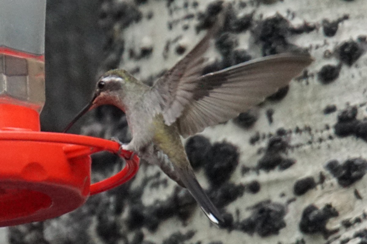 Blue-throated Mountain-gem - ML67110821