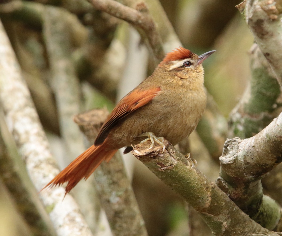 Pallid Spinetail - Anonymous