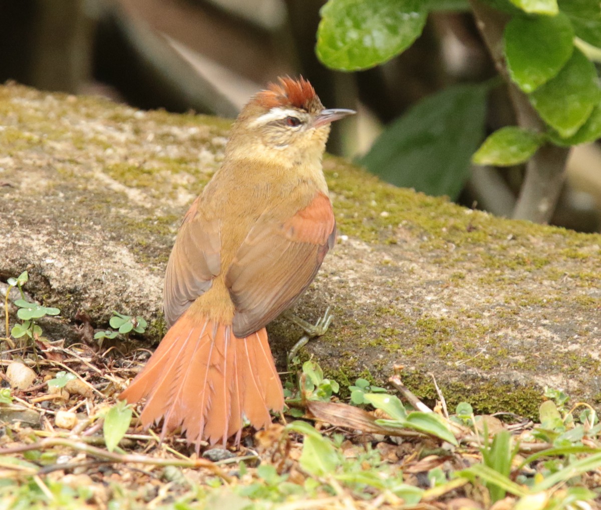 Pallid Spinetail - Anonymous