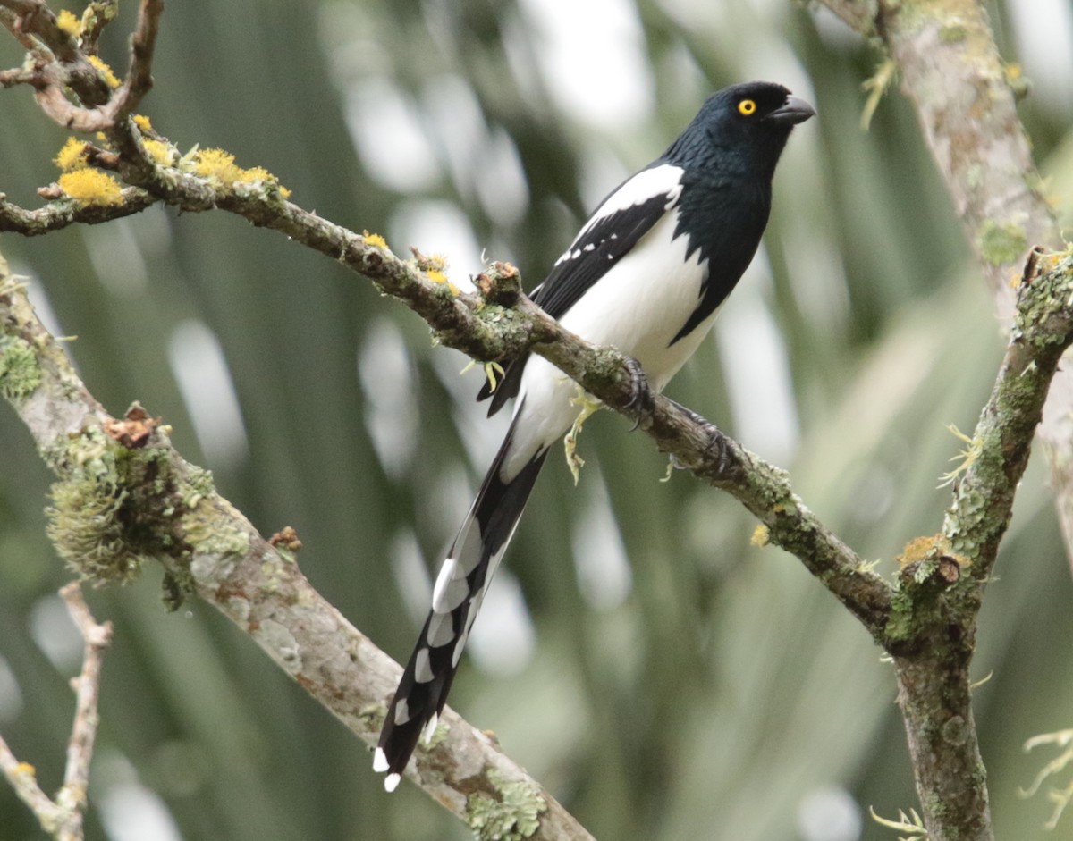Magpie Tanager - ML67111581