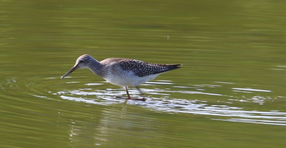 Lesser Yellowlegs - ML67111811