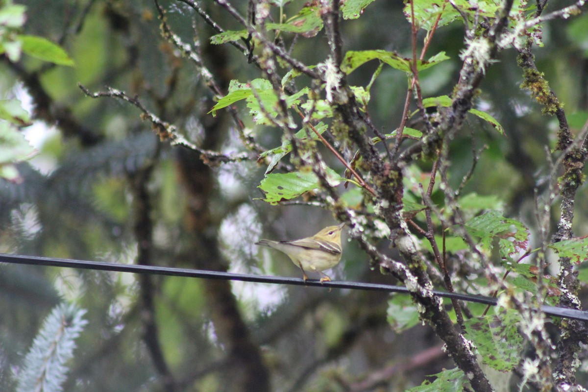 Blackpoll Warbler - ML67112781