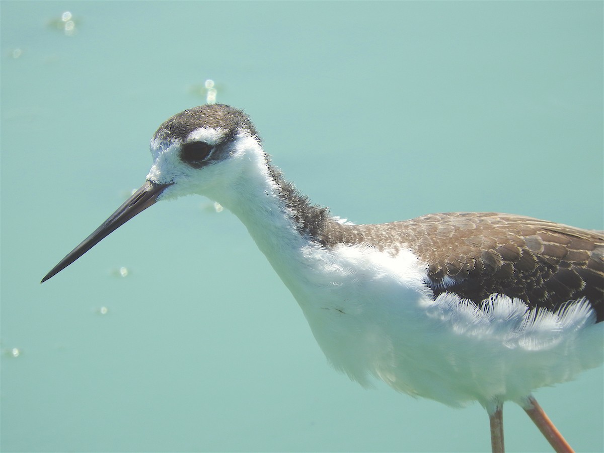 Black-necked Stilt - ML67113281