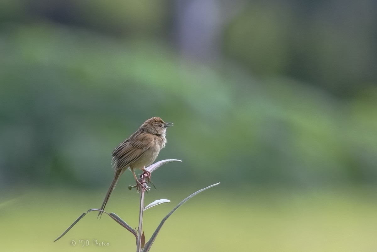 Tawny Grassbird - Jill Duncan &  Ken Bissett