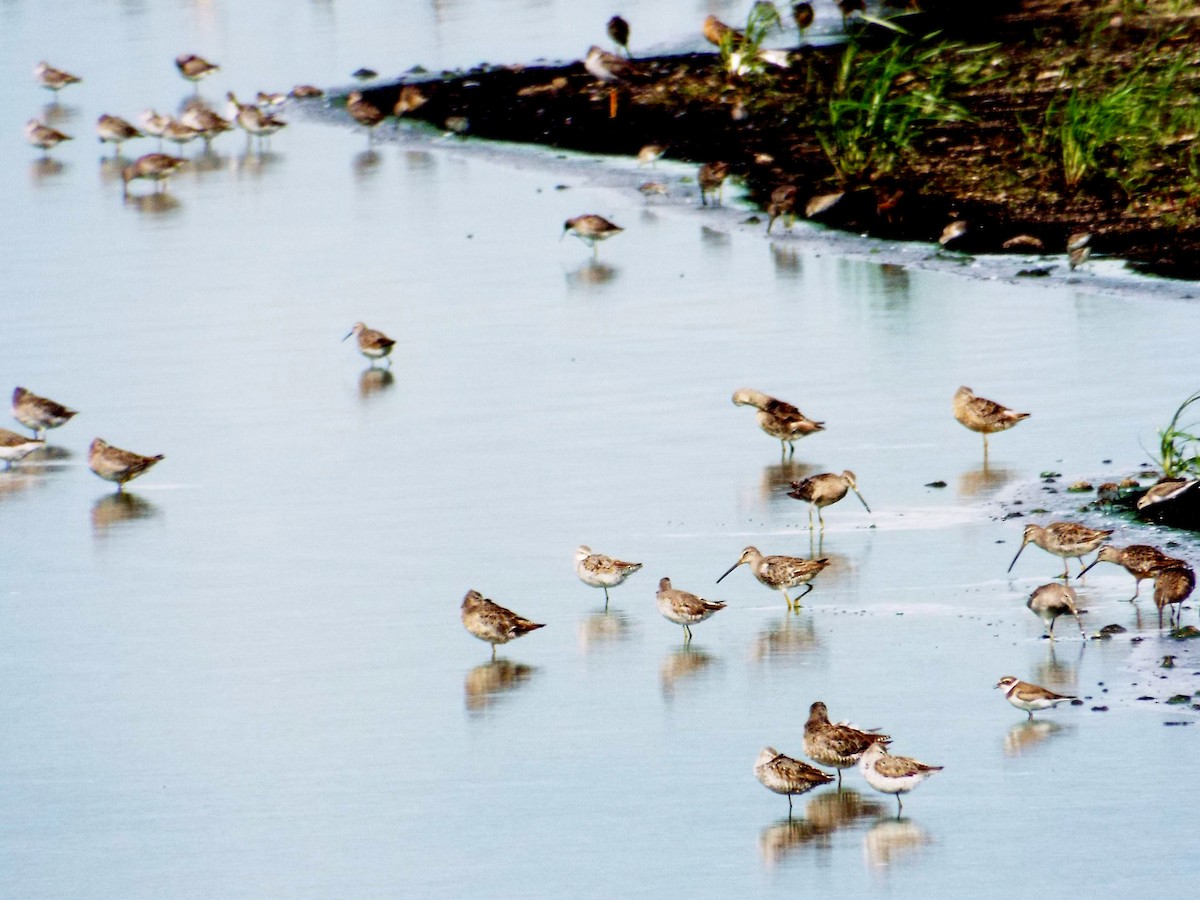 Short-billed Dowitcher - ML67117111