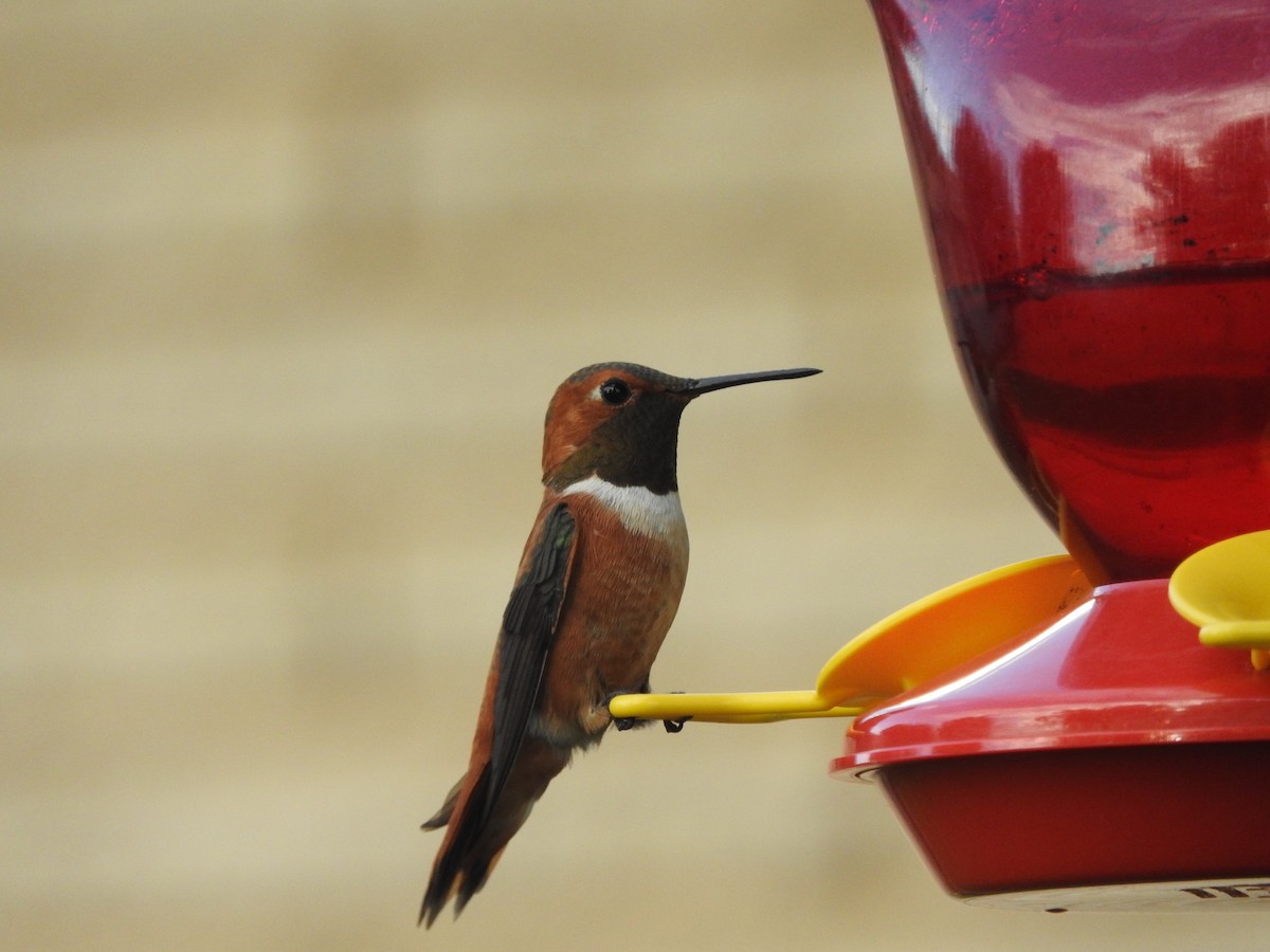 Rufous Hummingbird - ML67117751