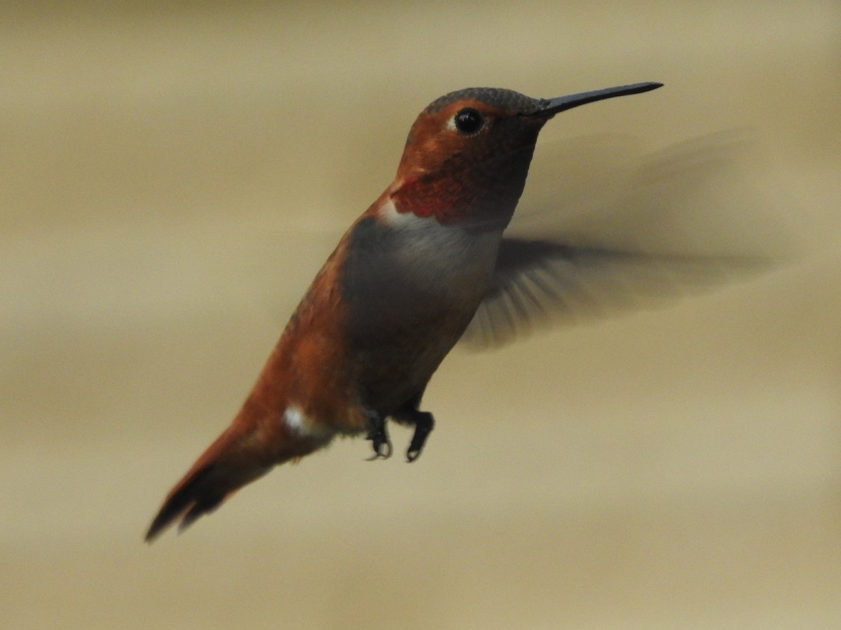 Rufous Hummingbird - ML67117841