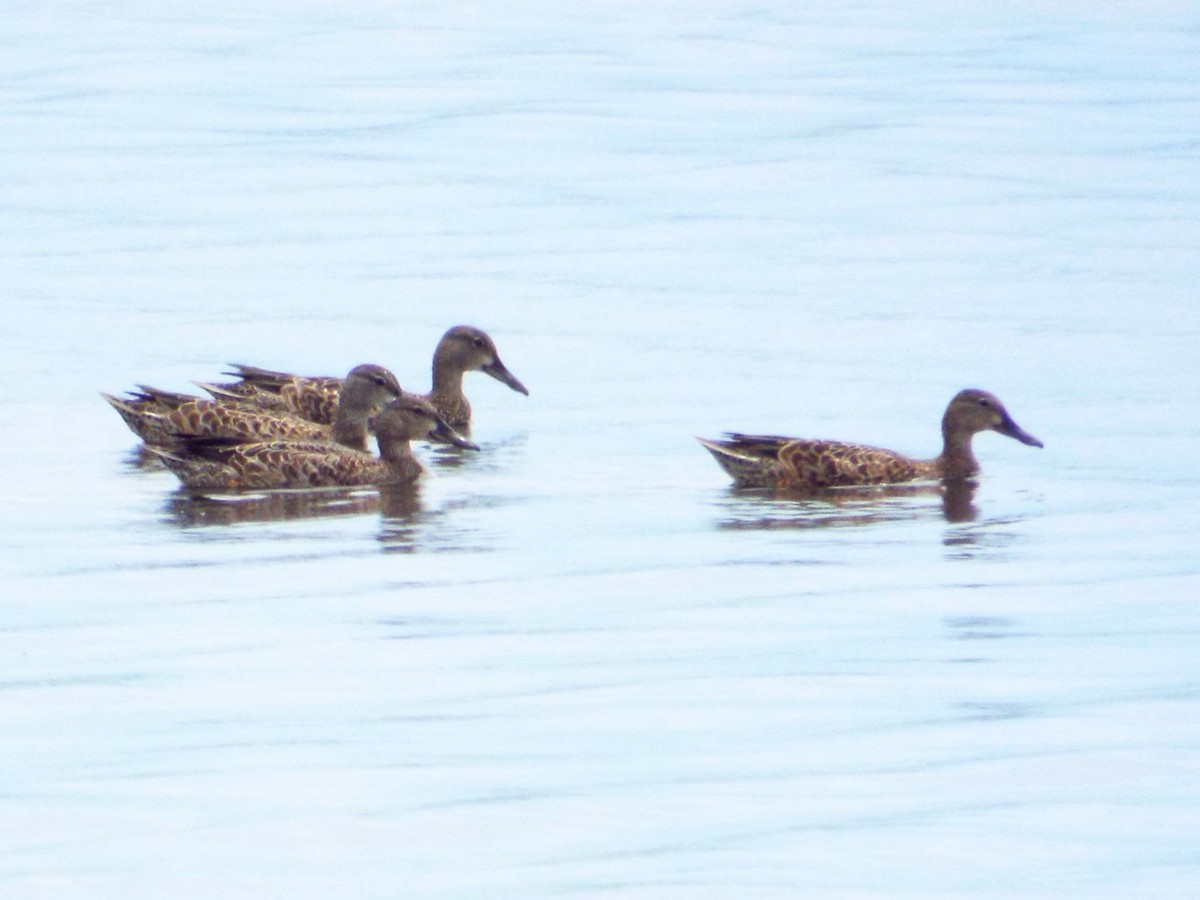 Blue-winged Teal - ML67117891