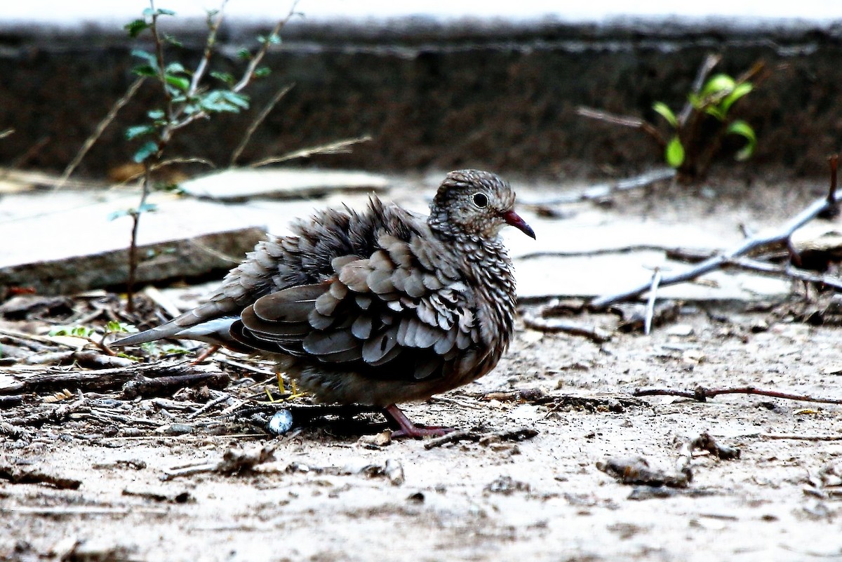 Common Ground Dove - Madeleine Sandefur