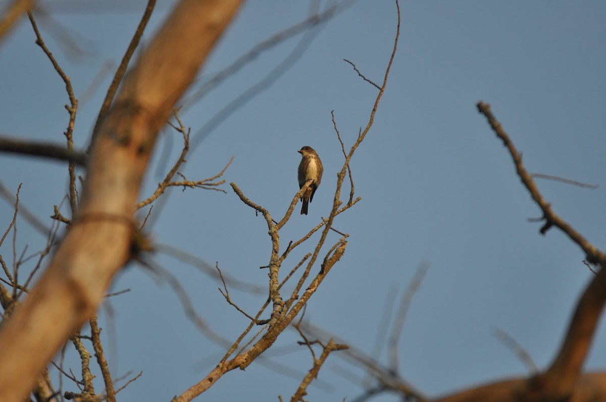 Olive-sided Flycatcher - Aaron Bourque