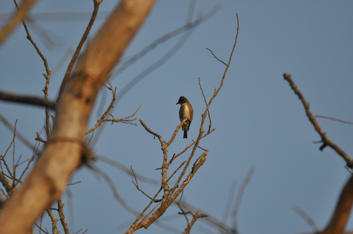 Olive-sided Flycatcher - Aaron Bourque