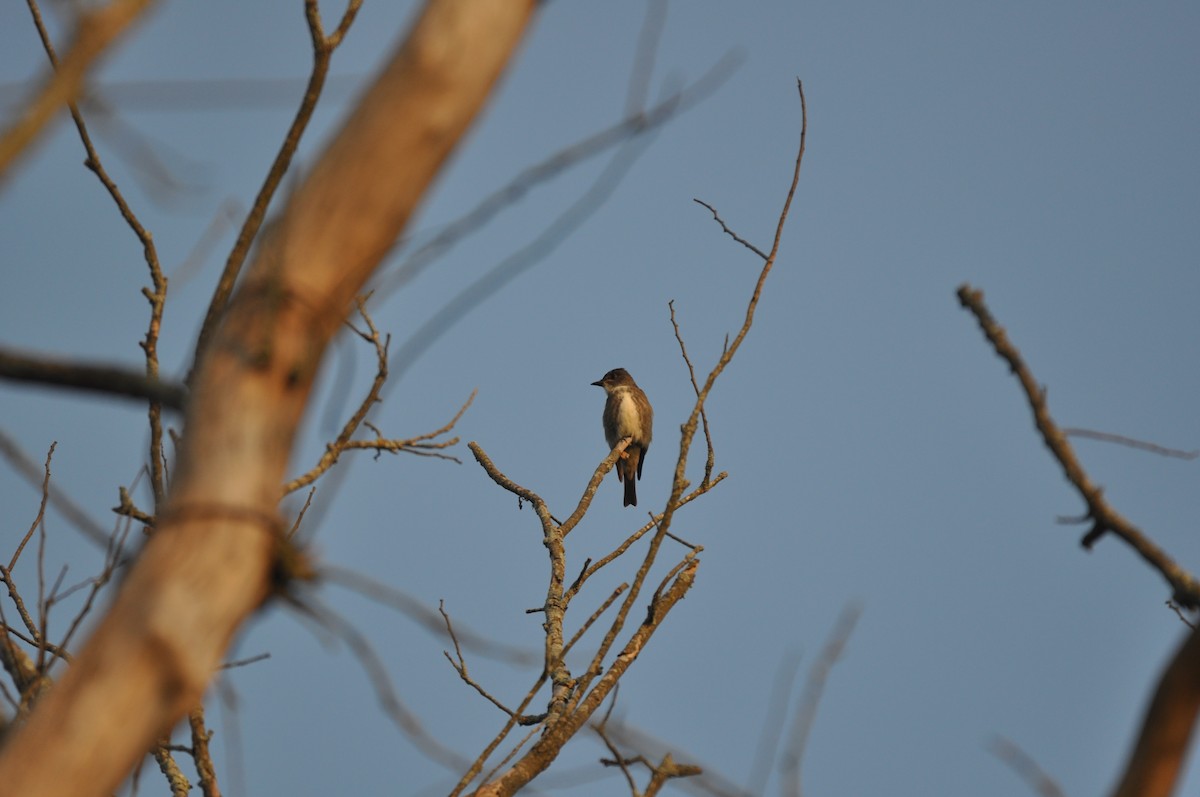 Olive-sided Flycatcher - ML67119591