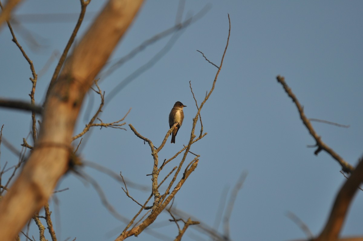 Olive-sided Flycatcher - ML67119621