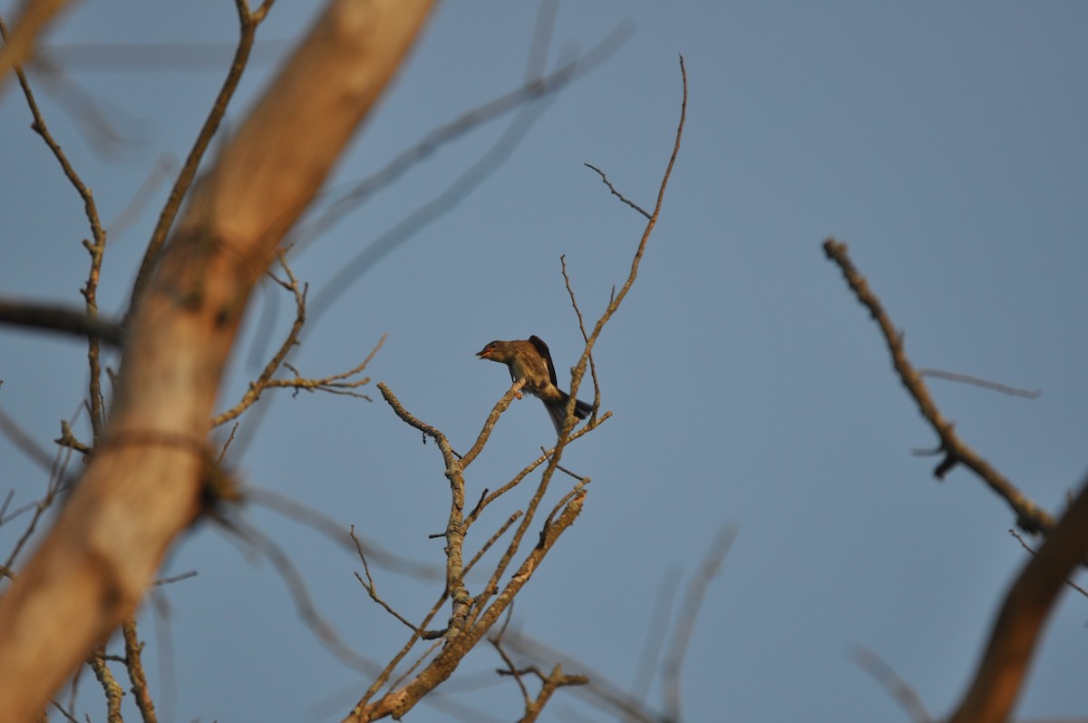 Olive-sided Flycatcher - Aaron Bourque